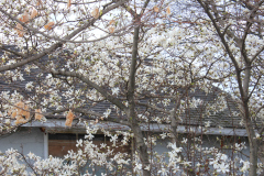 Spring-Blossoms-3-123