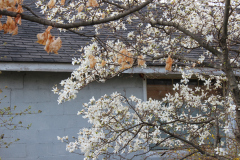 Spring-Blossoms-3-126