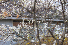 Spring-Blossoms-3-129