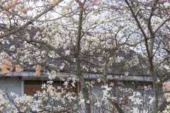 Spring-Blossoms-3-130
