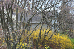 Spring-Blossoms-3-137