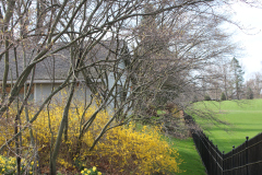 Spring-Blossoms-3-138