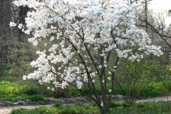 Spring-Blossoms-3-153