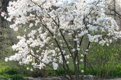 Spring-Blossoms-3-155