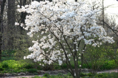 Spring-Blossoms-3-156
