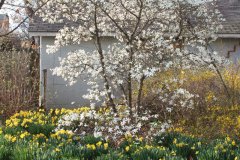 Spring-Blossoms-3-16