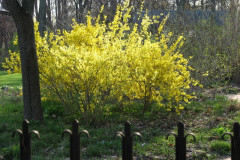 Spring-Blossoms-3-161