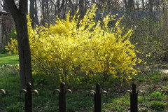 Spring-Blossoms-3-162