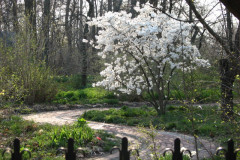 Spring-Blossoms-3-164