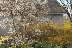 Spring-Blossoms-3-17