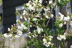Spring-Blossoms-3-170
