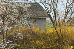 Spring-Blossoms-3-18