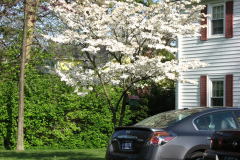 Spring-Blossoms-3-2