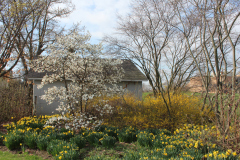 Spring-Blossoms-3-24