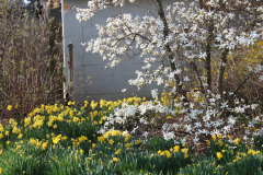 Spring-Blossoms-3-26