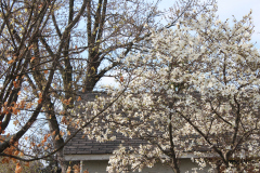 Spring-Blossoms-3-32