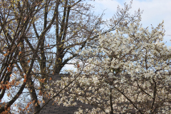 Spring-Blossoms-3-33