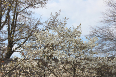 Spring-Blossoms-3-35