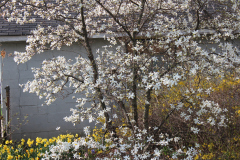 Spring-Blossoms-3-40