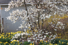 Spring-Blossoms-3-41