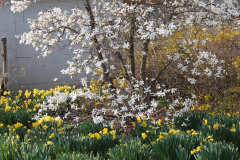 Spring-Blossoms-3-42