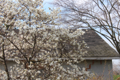 Spring-Blossoms-3-48