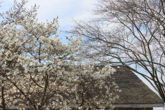 Spring-Blossoms-3-49