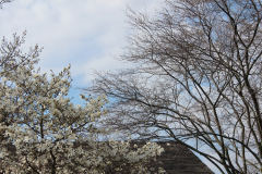 Spring-Blossoms-3-50