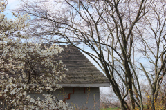 Spring-Blossoms-3-53