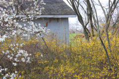 Spring-Blossoms-3-57
