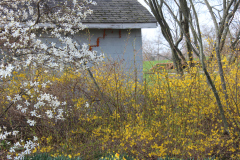 Spring-Blossoms-3-58