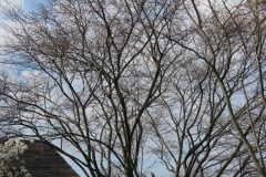 Spring-Blossoms-3-64