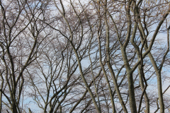 Spring-Blossoms-3-65