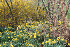 Spring-Blossoms-3-72
