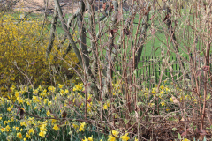 Spring-Blossoms-3-73