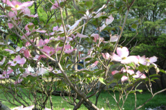 Spring-Blossoms-3-8