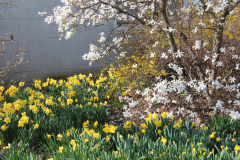 Spring-Blossoms-3-80