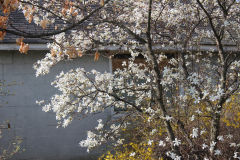 Spring-Blossoms-3-82