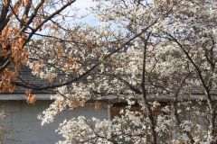 Spring-Blossoms-3-84