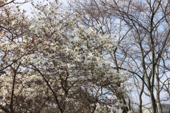 Spring-Blossoms-3-89