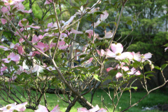 Spring-Blossoms-3-9