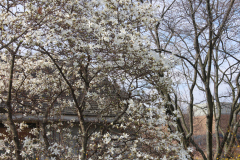 Spring-Blossoms-3-90
