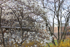 Spring-Blossoms-3-91
