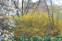 Spring-Blossoms-3-97