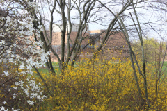 Spring-Blossoms-3-98