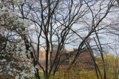 Spring-Blossoms-3-99