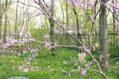 Spring-Blossoms-Bushes-12