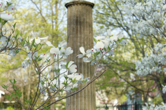 Spring-Blossoms-Bushes-13