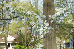 Spring-Blossoms-Bushes-14