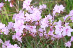 Spring-Blossoms-Bushes-16